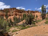 Losee Canyon Trail