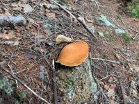 Mushrooms