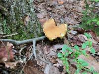 Mushrooms