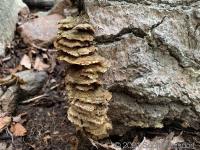 Mushrooms