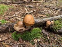 Mushrooms
