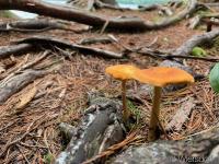Mushrooms
