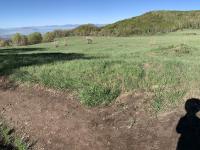 Crossing out of the Battle Creek drainage, looking west. The aspen stand's northern edge abuts Chris Flat to the north.