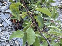 Chokecherries
