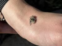 Smol fren