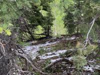 Early June snowfall