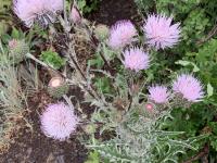 Thistle. I think it's pretty.