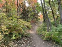 Much of the trail is smooth and clear.