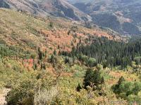 Muted fall colors (it has been a hot, dry summer).
