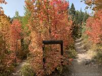 Bright maples a few hundred feet from the trailhead.