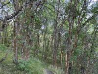 A clean trail