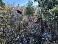 Maybe red elderberry or western mountain ash