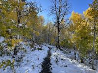 Aspen yellows