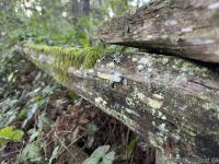 Glen camp fence