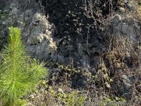After the fire