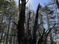 After the fire
